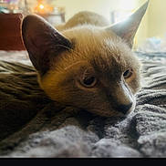 Sly is registered to the contest to win money with this photo: animal, bed, blanket, cat, close_up, cozy, domestic_animal, ears, feline, fur, indoor, lying_down, nose, pet, portrait, relaxed, resting, sleepy, soft_light, whiskers