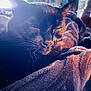 animal, black_cat, blanket, cat, close_up, comfort, cozy, domestic, feline, fur, indoor, pet, quiet, relaxation, resting, sleeping, soft_texture, sunlight, warm_light, whiskers