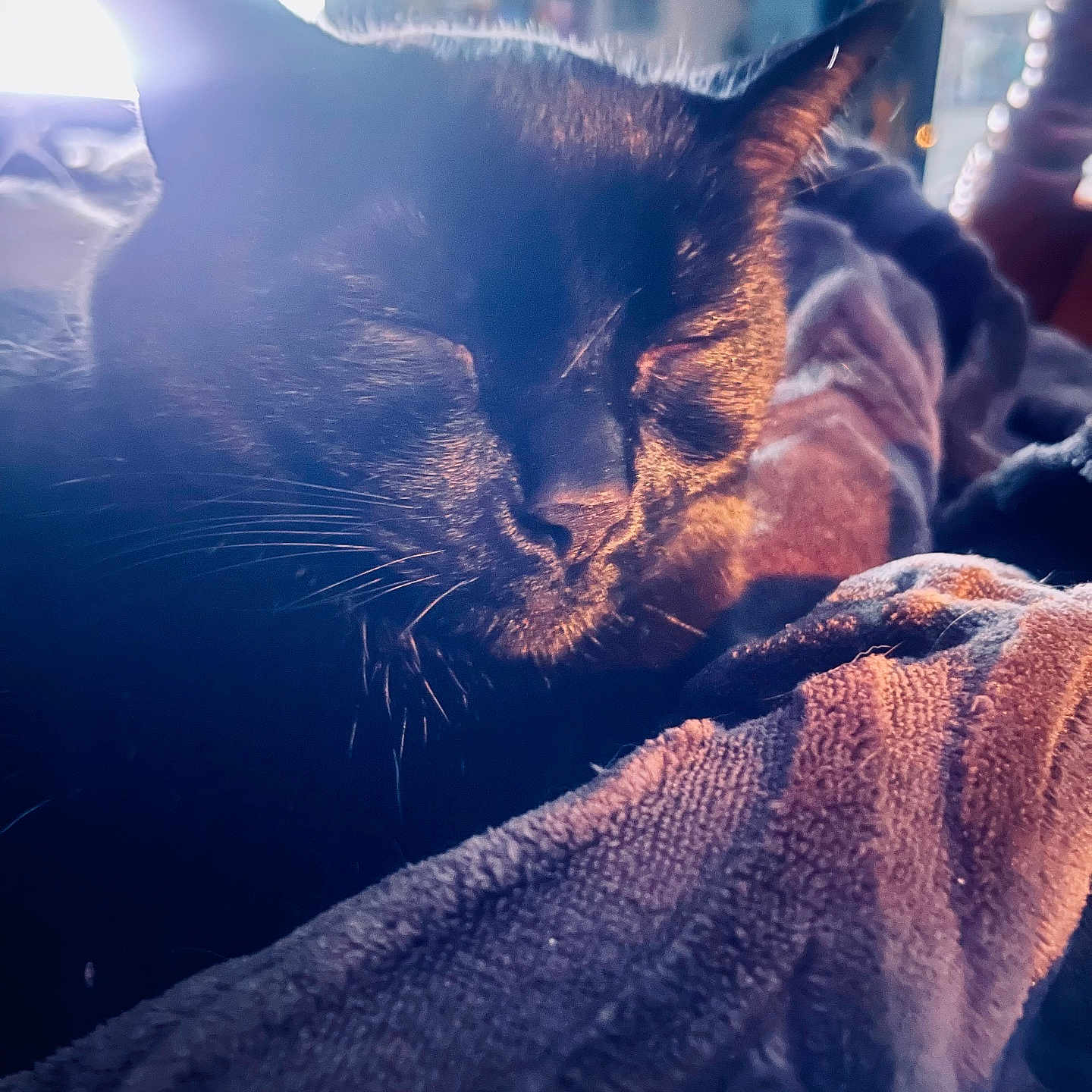 Denzel Catzington is registered to the contest to win money with this photo: animal, black_cat, blanket, cat, close_up, comfort, cozy, domestic, feline, fur, indoor, pet, quiet, relaxation, resting, sleeping, soft_texture, sunlight, warm_light, whiskers