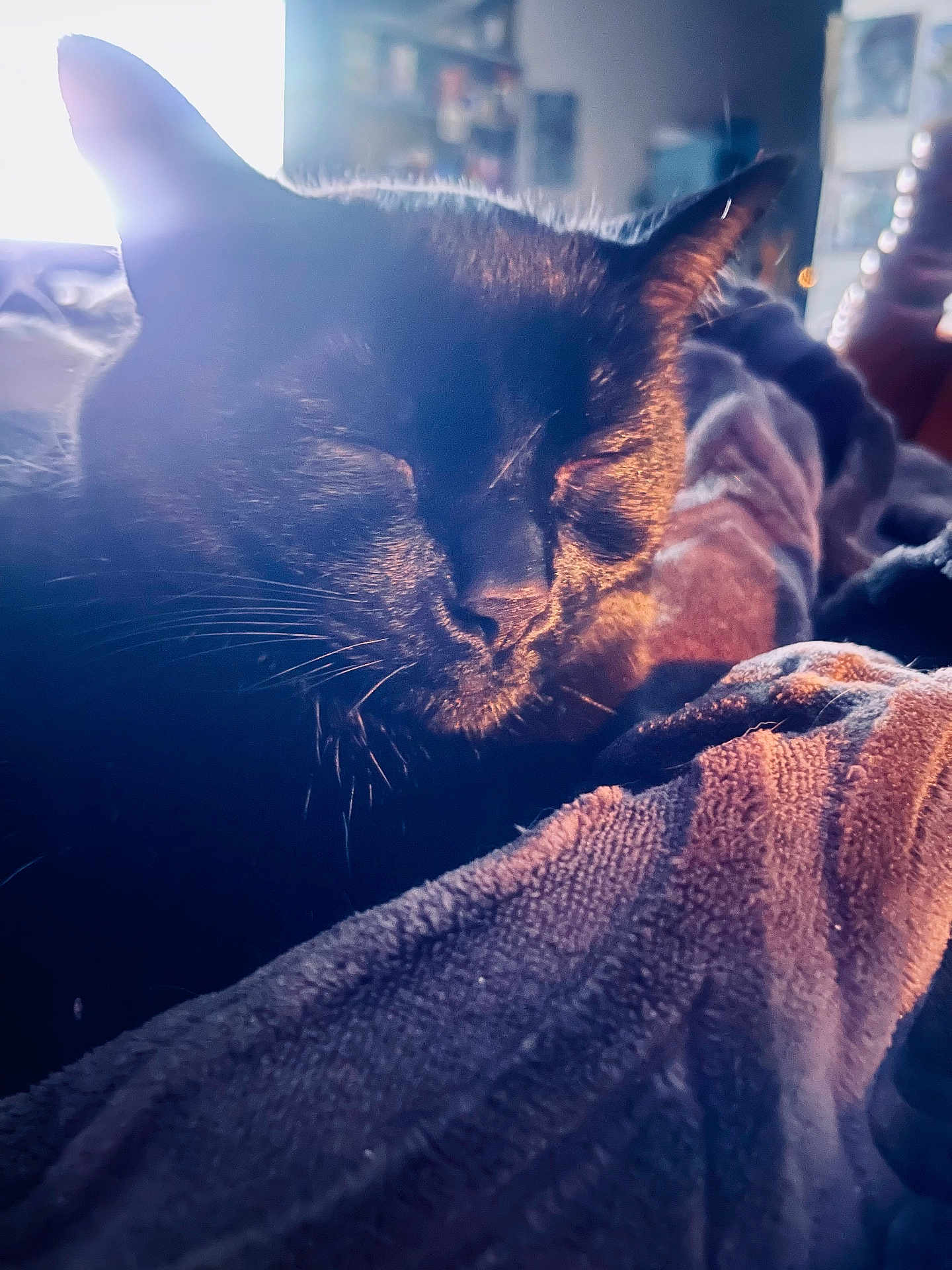 Denzel Catzington is registered to the contest to win money with this photo: animal, black_cat, blanket, cat, close_up, comfort, cozy, domestic, feline, fur, indoor, pet, quiet, relaxation, resting, sleeping, soft_texture, sunlight, warm_light, whiskers