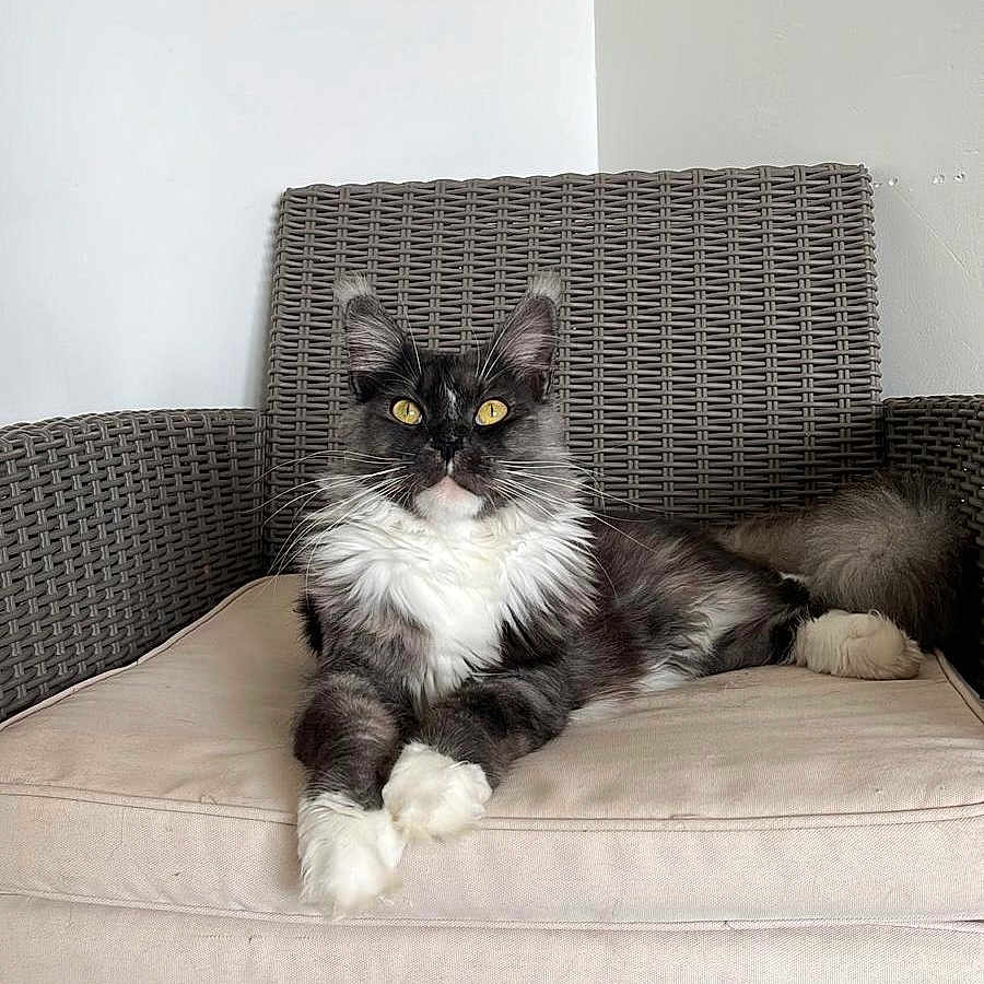 Onyx participe au concours pour gagner de l'argent avec cette photo : angora, animal, canine, cat, chaise, couch, cushion, dog, dogbed, furniture, homedecor, indoors, interiordesign, kitten, manx, mattress, pet, pillow