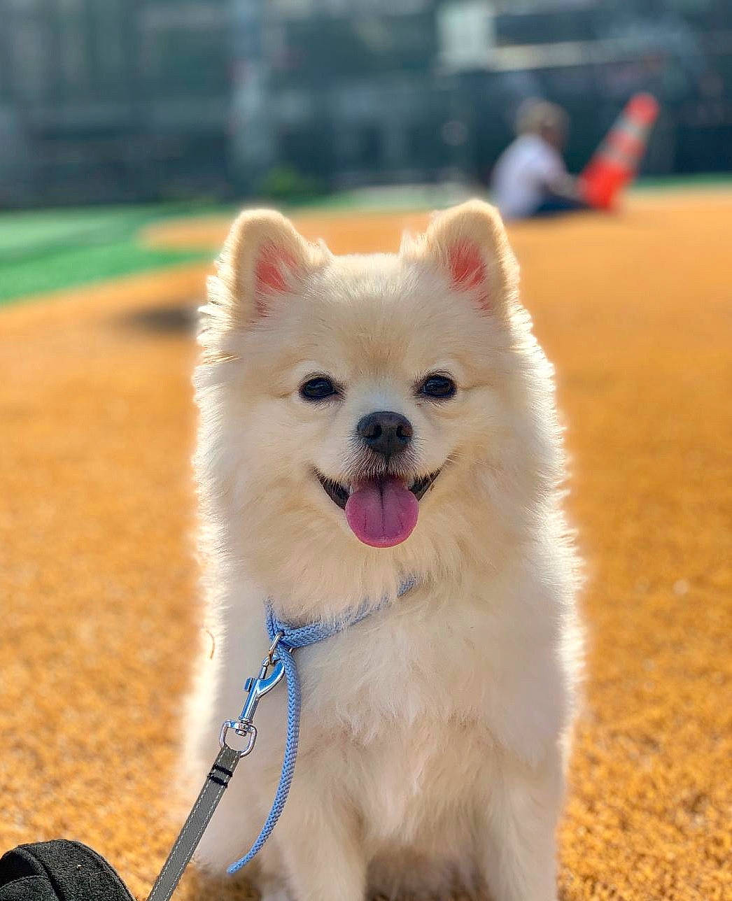 Beau joined the competition — help win amazing prizes! american_eskimo_dog, canidae, carnivore, companion_dog, dog, dog_breed, german_spitz, german_spitz_klein, german_spitz_mittel, japanese_spitz, mammal, pomeranian, puppy, rare_breed_dog, samoyed, snout, spitz, sporting_group, vertebrate, volpino_italiano