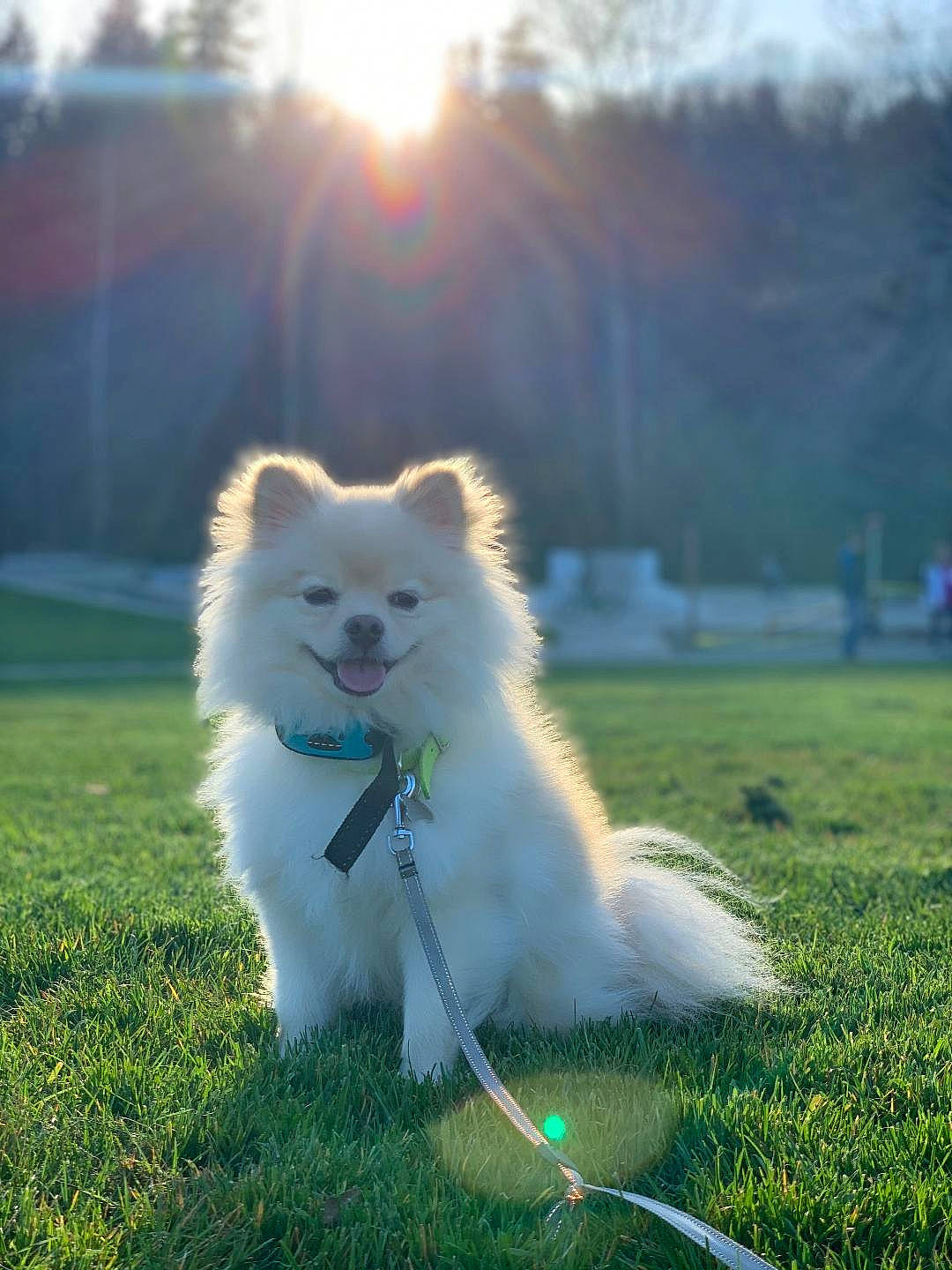 Beau is registered to the contest to win money with this photo: american_eskimo_dog, canidae, carnivore, companion_dog, dog, dog_breed, german_spitz, german_spitz_klein, german_spitz_mittel, grass, japanese_spitz, mammal, non_sporting_group, pomeranian, puppy, samoyed, sky, spitz, vertebrate, volpino_italiano