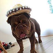 Rahoul a rejoint le concours — aidez-le/la à gagner de superbes lots ! animal, boxer, bulldog, canine, clothing, dog, frenchbulldog, hardwood, hat, indoors, interiordesign, person, pet, pitbull, plant, pottedplant, pug, puppy, sombrero, wood
