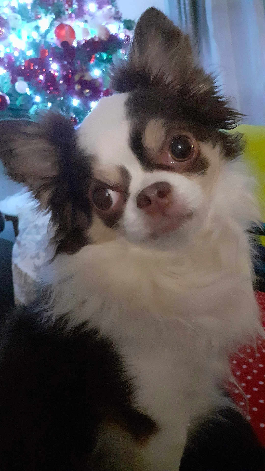 Lazaro a rejoint le concours — aidez-le/la à gagner de superbes lots ! dog, chihuahua, close_up, fluffy, black_and_white, pet, indoor, holiday, christmas_tree, decorations, lights, festive, cute, animal, portrait, ears_up, fur, companion, domestic_animal, looking_away