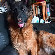 Prunelle a rejoint le concours — aidez-le/la à gagner de superbes lots ! dog, german_shepherd, pet, long_hair, black_and_tan, fluffy, portrait, sitting, tongue_out, upright_ears, indoors, couch, furniture, houseplant, living_room, close_up, animal, canine, happy, companion