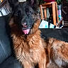 animal, black_and_tan, canine, close_up, companion, couch, dog, fluffy, furniture, german_shepherd, happy, houseplant, indoors, living_room, long_hair, pet, portrait, sitting, tongue_out, upright_ears