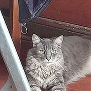 Grisha a rejoint le concours — aidez-le/la à gagner de superbes lots ! animal, cat, closeup, curtain, domestic_cat, ears, feline, fluffy, fur, gray_cat, household, indoor, looking, metal_ladder, pet, relaxed, resting, whiskers, wooden_floor, yellow_eyes