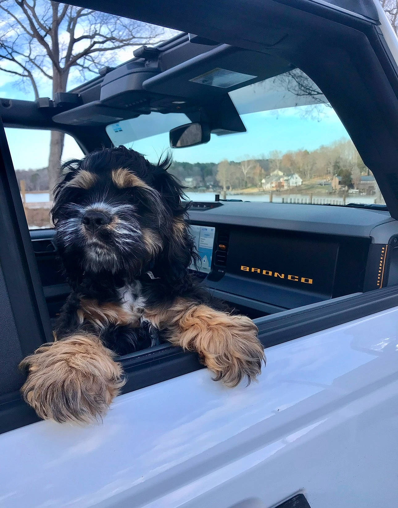 Bronco is registered to the contest to win money with this photo: automotive_exterior, automotive_mirror, automotive_tire, car, carnivore, companion_dog, dog, dog_breed, hood, liver, motor_vehicle, personal_luxury_car, sky, snout, steering_wheel, tree, vehicle, vehicle_door, window, windshield