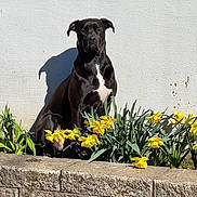 Scottie joined the competition — help win amazing prizes! dog, black_dog, pet, flowers, daffodils, yellow_flowers, garden, planter, stone_wall, wall, shadow, sunlight, outdoor, spring, green_leaves, grass, sitting, portrait, white_chest_mark, plant_bed