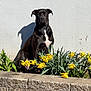 dog, black_dog, pet, flowers, daffodils, yellow_flowers, garden, planter, stone_wall, wall, shadow, sunlight, outdoor, spring, green_leaves, grass, sitting, portrait, white_chest_mark, plant_bed