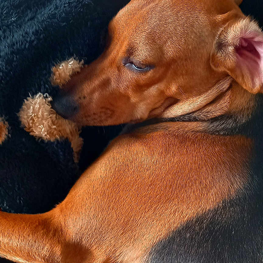 Upsa participe au concours pour gagner de l'argent avec cette photo : animal, beagle, bed, bedroom, blanket, canine, couch, cushion, dog, furniture, homedecor, hound, indoors, labradorretriever, linen, person, pet, puppy, sleeping, towel