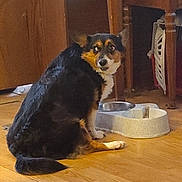 Sammie is registered to the contest to win money with this photo: curious_expression, dog, domestic_animal, eyes, flooring, food_bowl, hardwood_floor, home_interior, household_item, indoor, kitchen, looking_back, paw, pet, sitting, small_dog, stainless_bowl, tail, tricolor_coat, wooden_cabinet