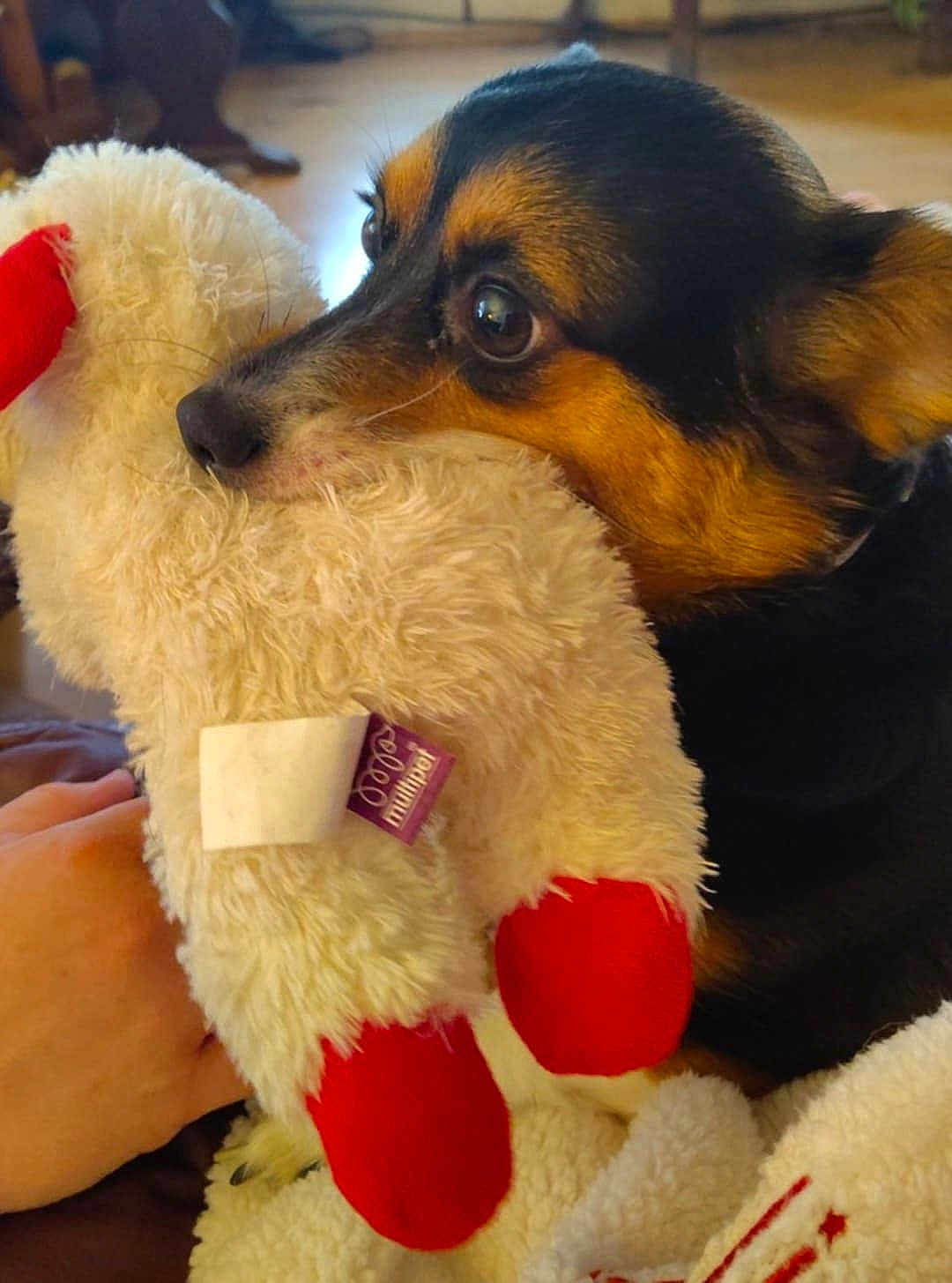Sammie is registered to the contest to win money with this photo: dog, corgi, pet, stuffed_toy, plush, close_up, portrait, indoor, cozy, blanket, hand, fur, nose, eyes, red, toy_tag, paws, living_room, couch, snuggling
