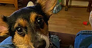 Sammie is registered to the contest to win money with this photo: big_eyes, cabinet, close_up, collar, corgi, couch, denim, dog, ear, furniture, hardwood_floor, indoor, lap, living_room, pet, portrait, puppy, relaxed, toy, tv