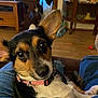 Sammie is registered to the contest to win money with this photo: dog, puppy, corgi, pet, indoor, living_room, couch, lap, collar, ear, big_eyes, close_up, portrait, hardwood_floor, cabinet, tv, denim, relaxed, toy, furniture