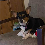 Sammie is registered to the contest to win money with this photo: dog, corgi_mix, small_dog, pet, sitting, chair, indoor, furniture, collar, id_tag, paw, large_ears, looking_at_camera, tricolor, cute, domestic_animal, relaxed, portrait, plush, upholstery