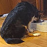 Sammie is registered to the contest to win money with this photo: back_view, black_fur, bowl, canine, cute, dog, domestic_animal, eating, food_bowl, furry, household, indoor, kitchen, mealtime, muzzle, pet, sitting, tail, white_paw, wooden_floor