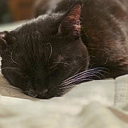 Apollo is registered to the contest to win money with this photo: animal, black_cat, blurred_background, cat, close_up, cozy, cute, domestic_animal, feline, fur, indoor, nap, peaceful, pet, quiet, relax, resting, sleeping, soft_focus, whiskers