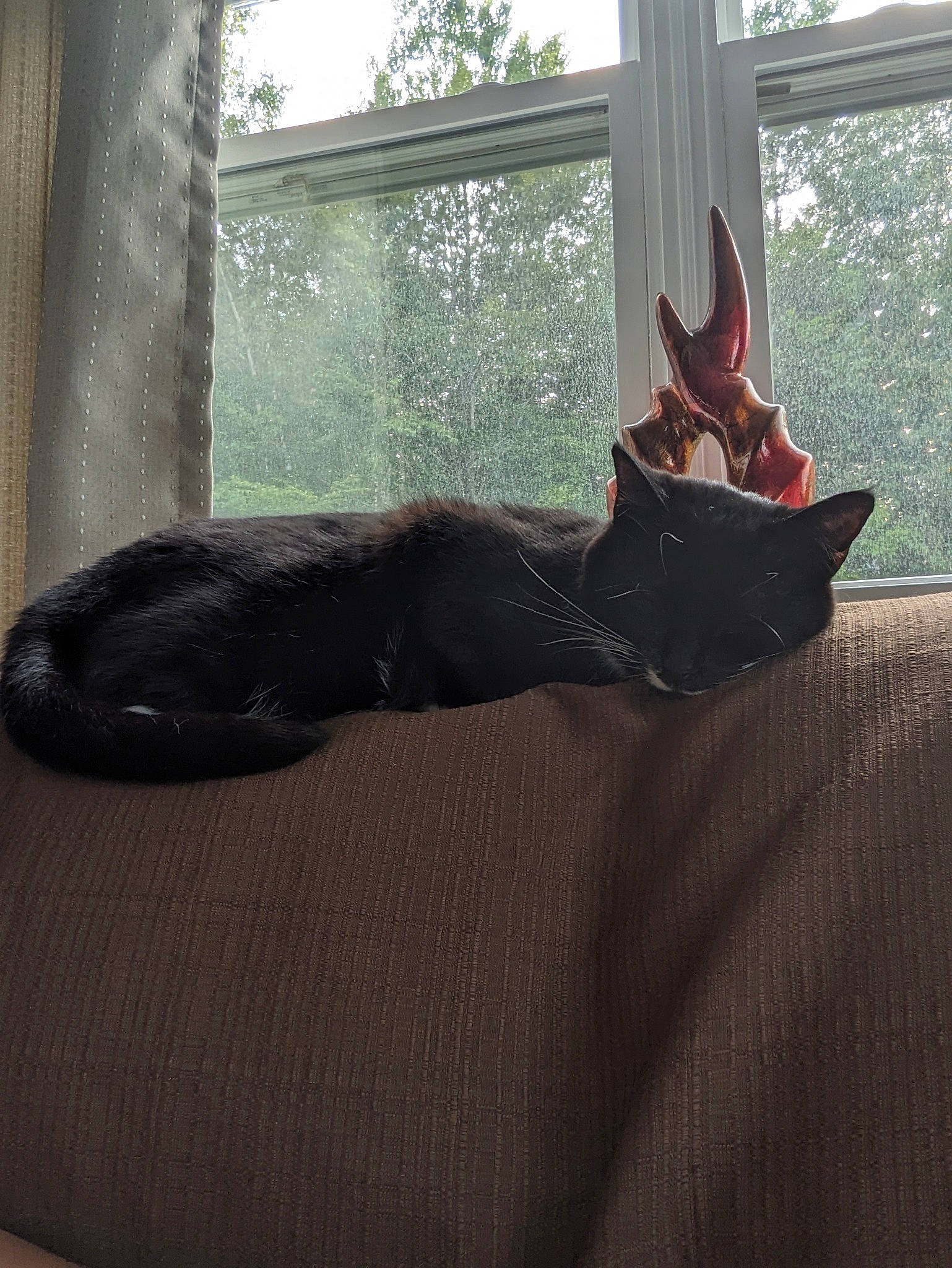 Apollo is registered to the contest to win money with this photo: black_cat, brown, canidae, carnivore, cat, comfort, curtain, dog_breed, fawn, felidae, grey, liver, small_to_medium_sized_cats, tail, textile, tints_and_shades, tree, whiskers, window, wood