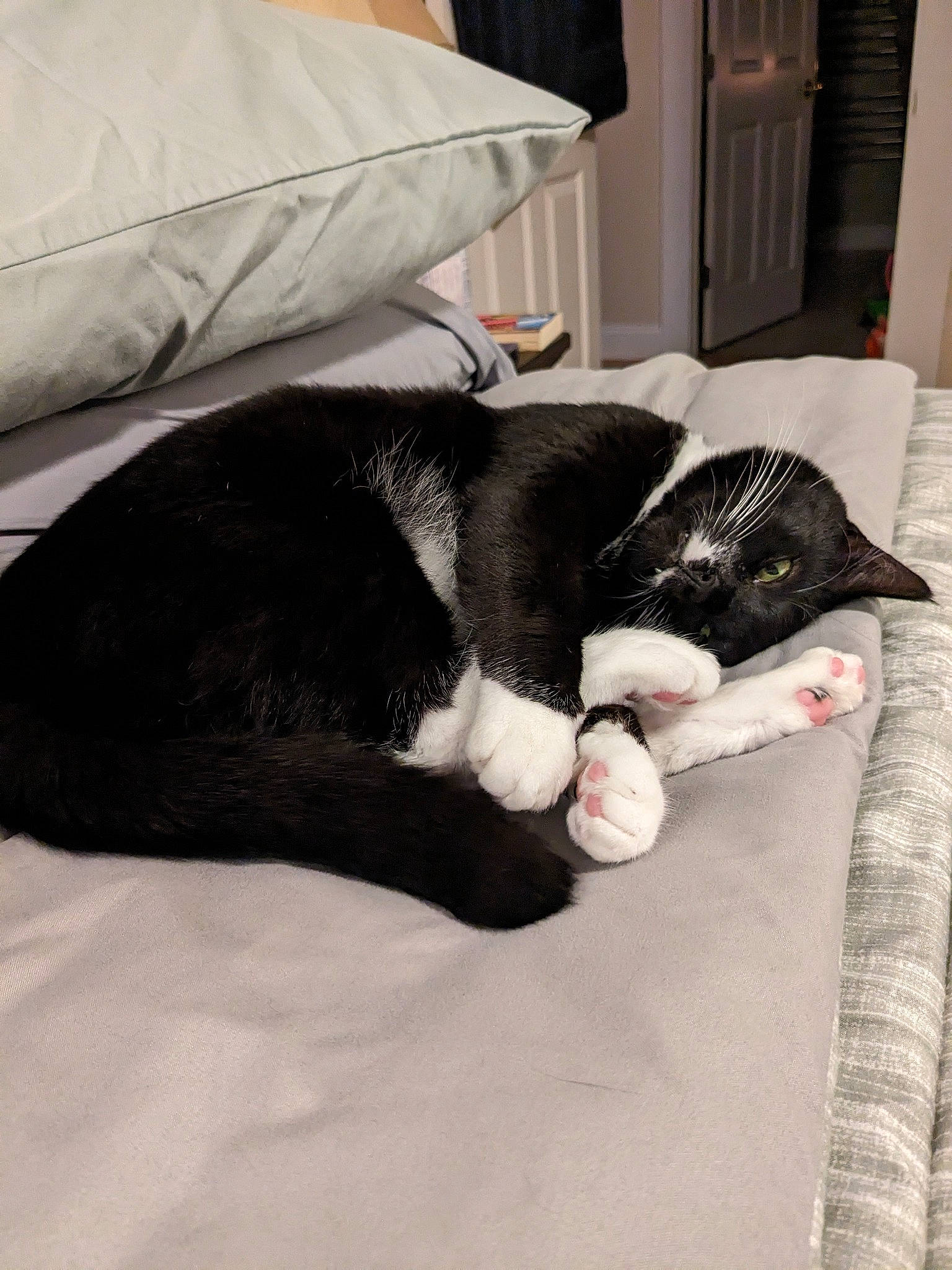 Apollo is registered to the contest to win money with this photo: bedding, carnivore, cat, comfort, companion_dog, dog_breed, domestic_short_haired_cat, door, felidae, flooring, fur, grey, linens, room, small_to_medium_sized_cats, sporting_group, tail, textile, whiskers, wood