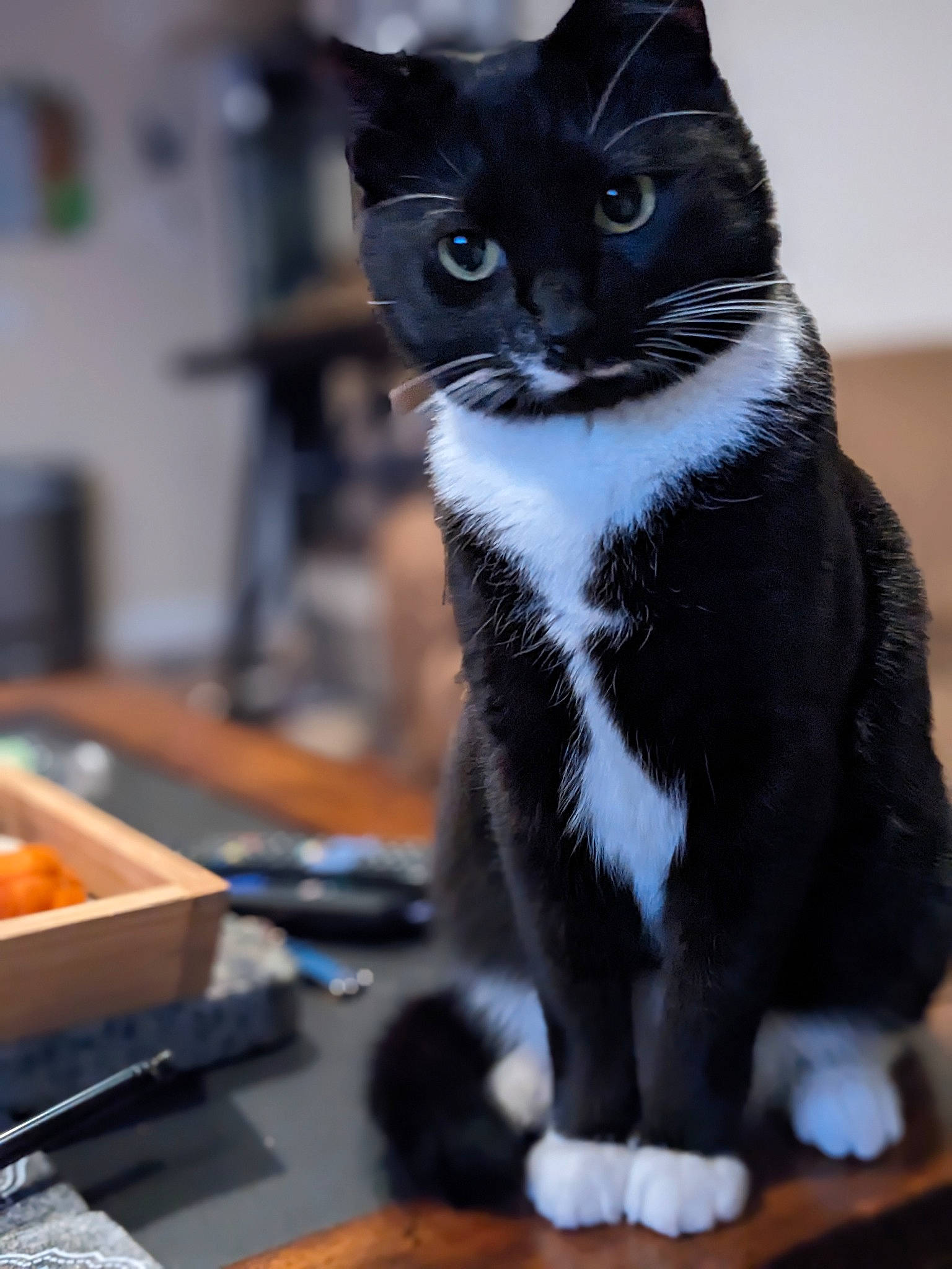 Apollo joined the competition — help win amazing prizes! black_cat, box, carnivore, cat, cooking, domestic_short_haired_cat, felidae, fur, kitchen_utensil, mixing_bowl, paw, recipe, sitting, small_to_medium_sized_cats, snout, tail, whiskers