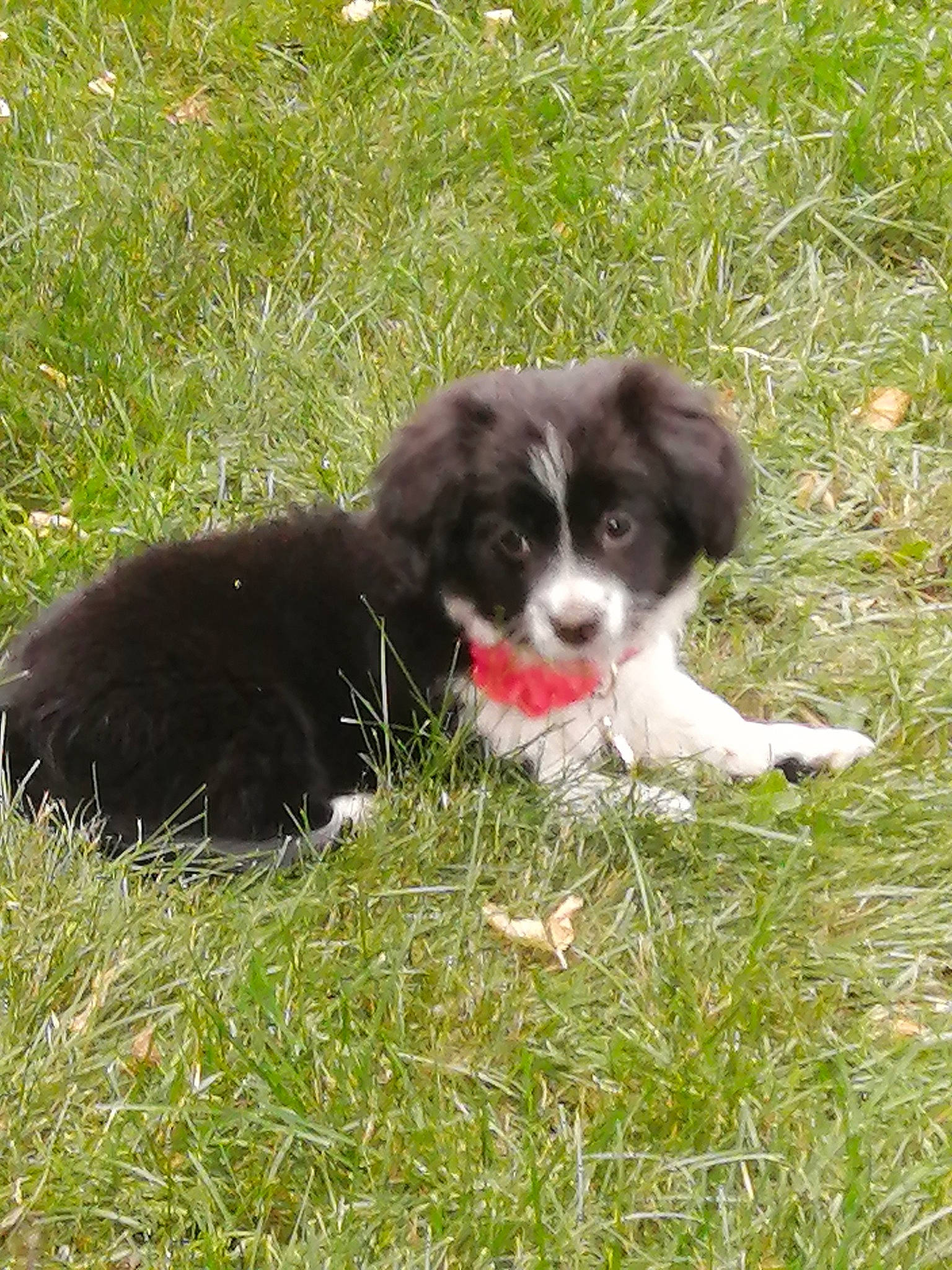 Belle joined the competition — help win amazing prizes! canidae, carnivore, companion_dog, dog, dog_breed, grass, groundcover, liver, non_sporting_group, plant, snout, sporting_group, terrestrial_animal, toy_dog, working_animal, working_dog