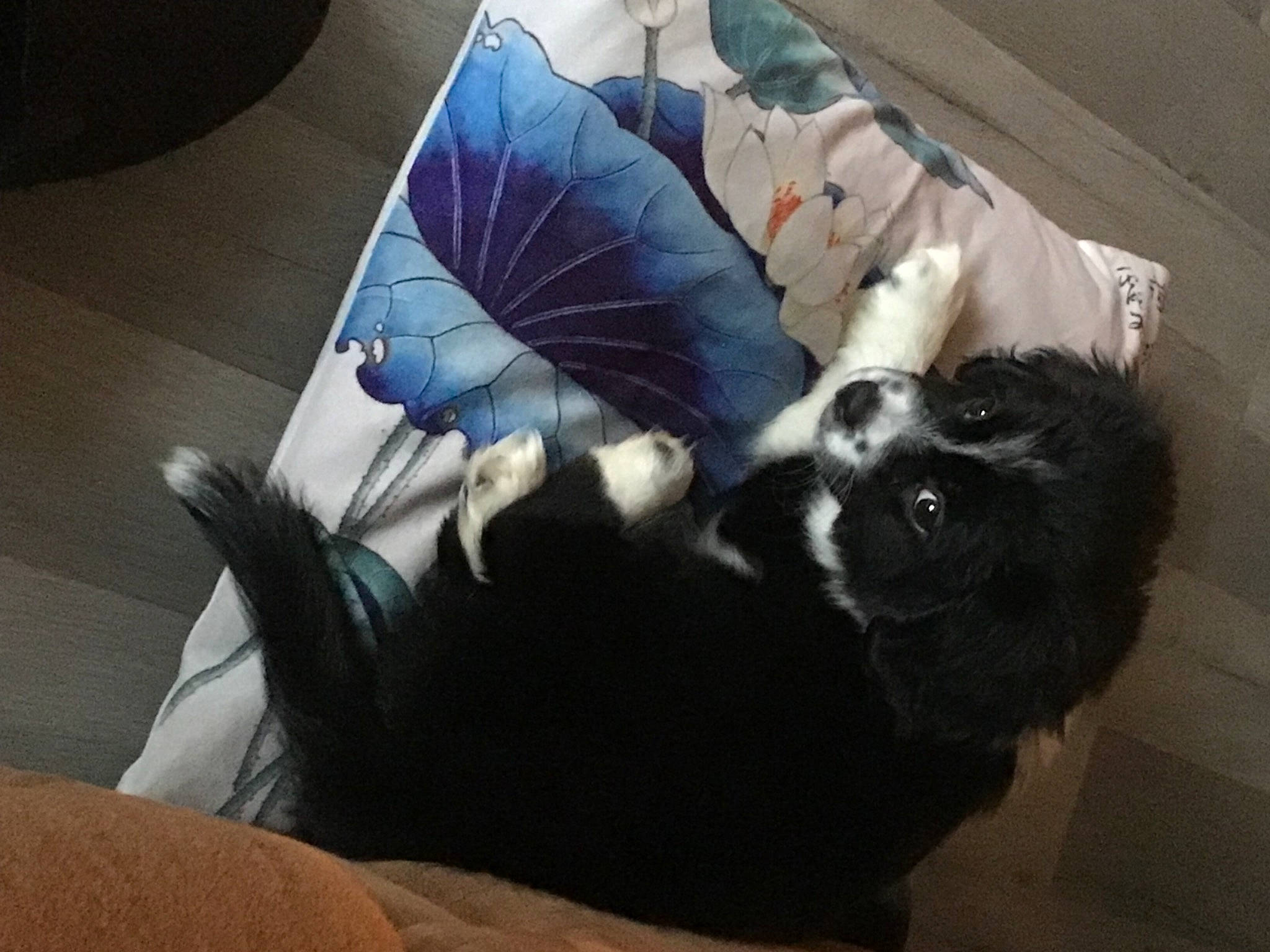 Belle joined the competition — help win amazing prizes! bag, baggage, canidae, carnivore, cat, comfort, companion_dog, dog_breed, felidae, fur, linens, nap, sitting, sleep, small_to_medium_sized_cats, snout, sporting_group, tail, tints_and_shades, whiskers