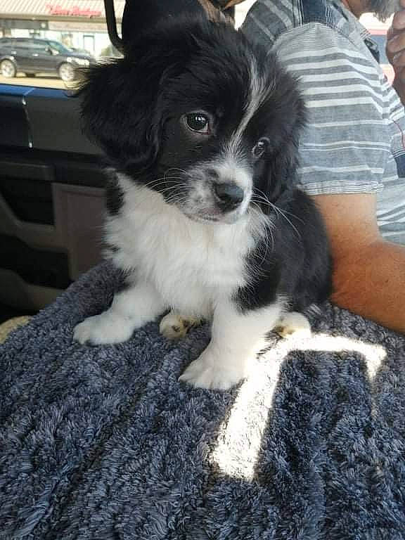 Belle is registered to the contest to win money with this photo: australian_collie, border_collie, canidae, car, carnivore, companion_dog, dog, dog_breed, door, fur, herding_dog, shorts, snout, sporting_group, t_shirt, toy_dog, vehicle, whiskers, working_animal, working_dog