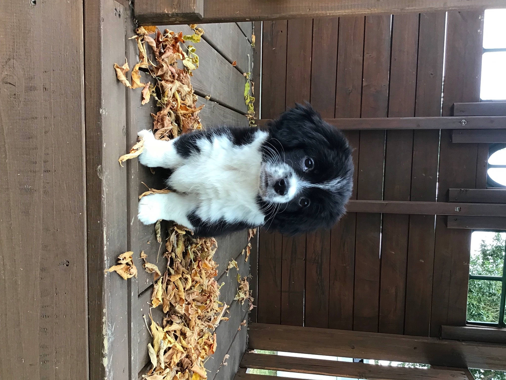 Belle joined the competition — help win amazing prizes! animal_shelter, art, carnivore, cat, companion_dog, dog_breed, door, felidae, fur, small_to_medium_sized_cats, snout, sporting_group, tail, whiskers, window, wood