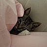 cat, tabby, blanket, pink, cozy, sleepy, pet, fur, paws, resting, cute, indoor, snug, soft, animal, closeup, face, ears, relaxed, comfort