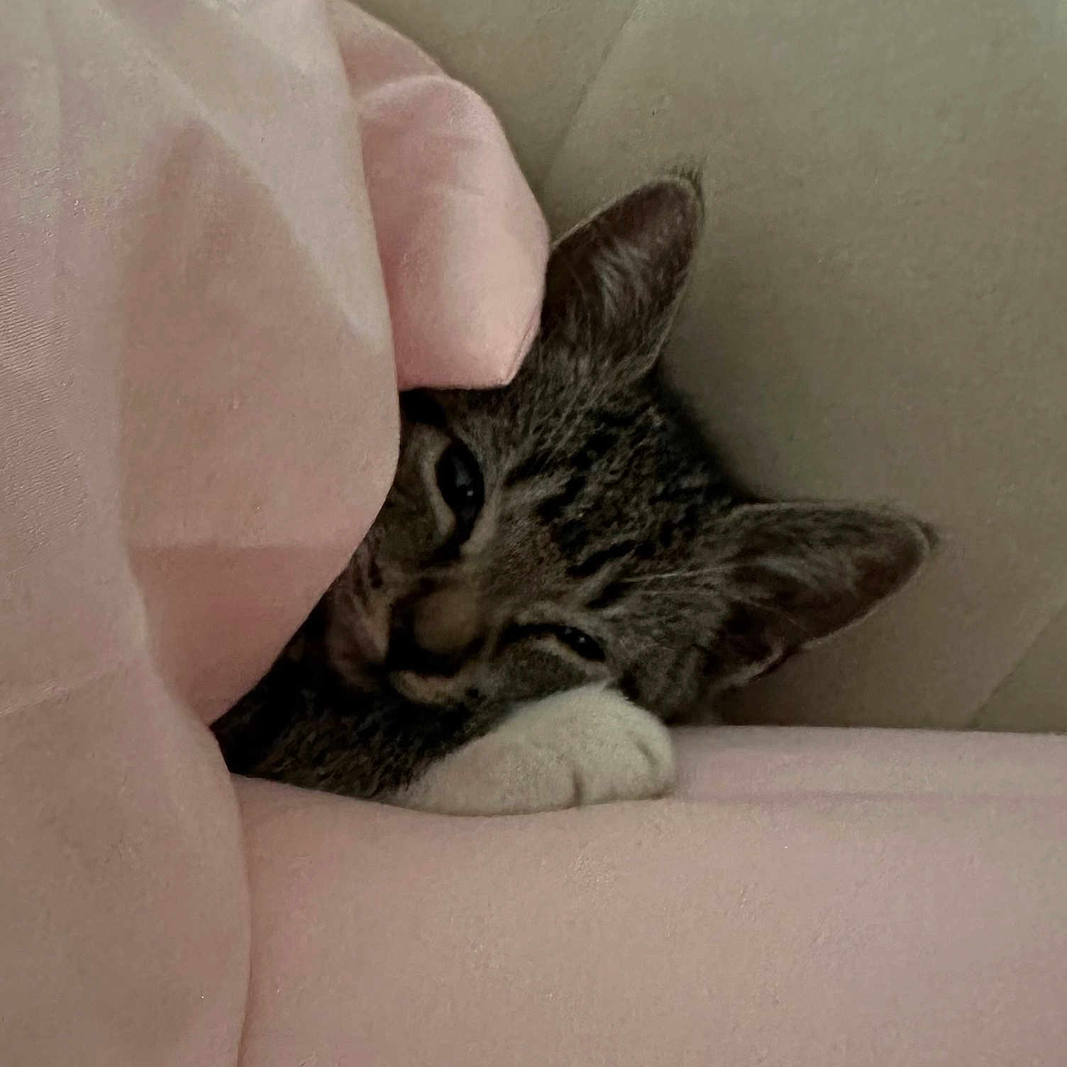 Tuck joined the competition — help win amazing prizes! cat, tabby, blanket, pink, cozy, sleepy, pet, fur, paws, resting, cute, indoor, snug, soft, animal, closeup, face, ears, relaxed, comfort