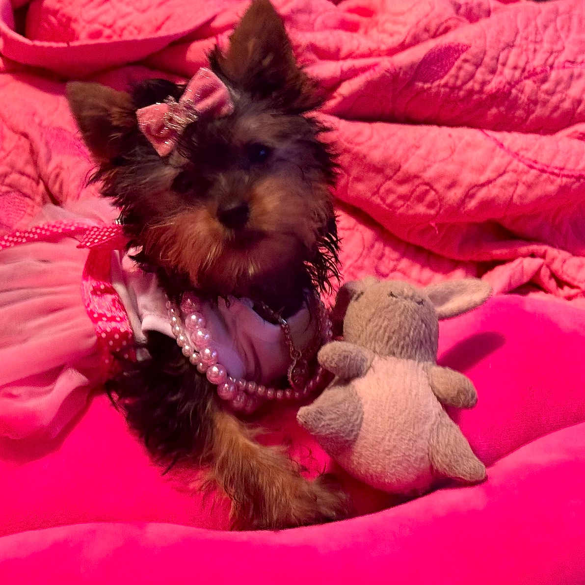 Blair Bear joined the competition — help win amazing prizes! accessory, animal, bow, costume, cushion, cute, decor, dog, fabric, fur, indoors, necklace, pet, pink, plush_toy, puppy, quilt, resting, small_dog, toy