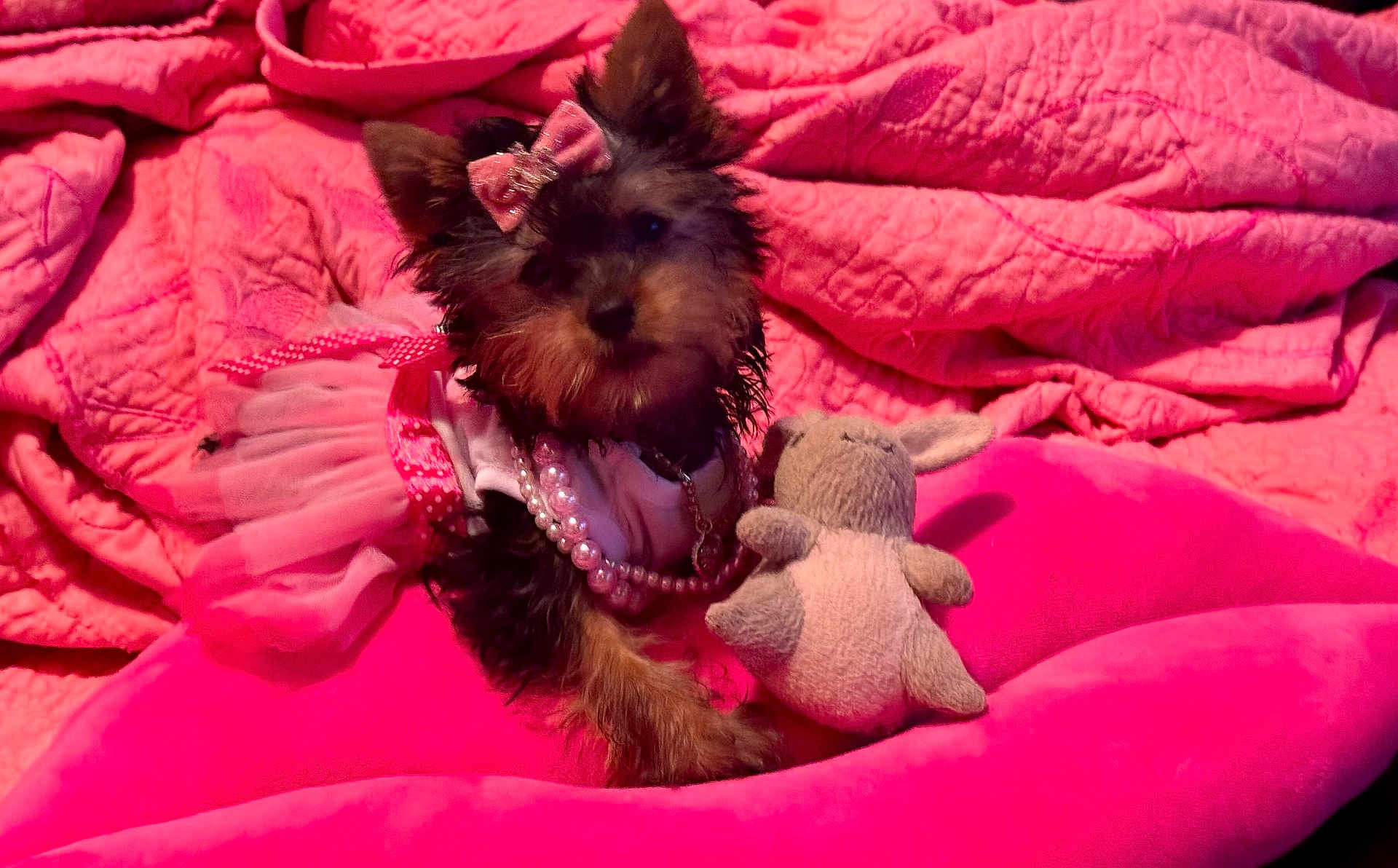 Blair Bear joined the competition — help win amazing prizes! dog, puppy, toy, pink, bow, necklace, plush_toy, cushion, quilt, pet, costume, cute, small_dog, indoors, fabric, fur, animal, resting, decor, accessory