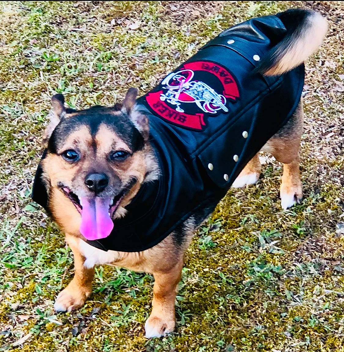 Mccoy joined the competition — help win amazing prizes! canidae, carnivore, companion_dog, dog, dog_breed, dog_clothes, dog_supply, eyewear, fashion_accessory, fawn, grass, guard_dog, leash, magenta, pattern, small_terrier, sporting_group, sunglasses, toy_dog, working_dog