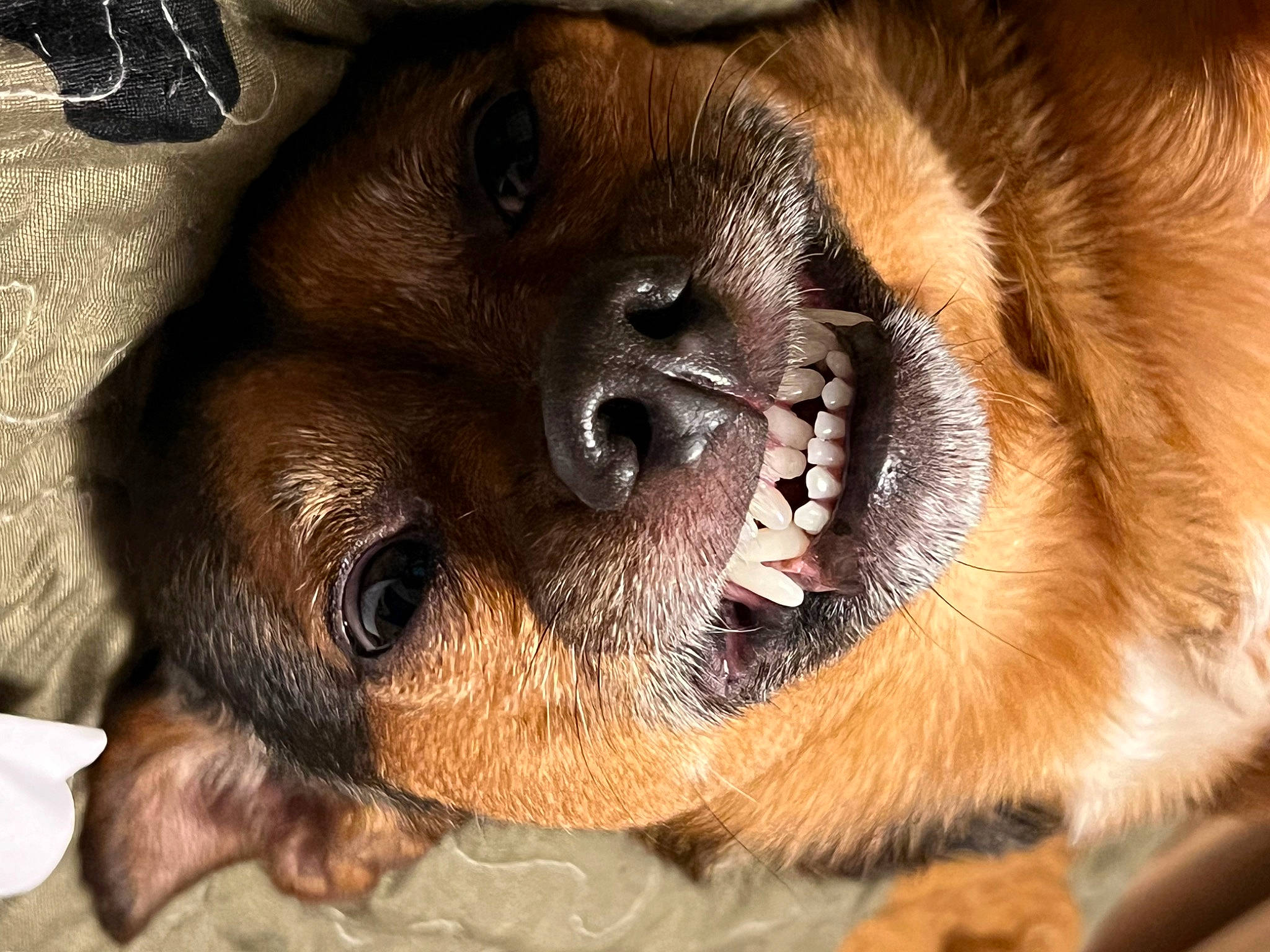 Mccoy is registered to the contest to win money with this photo: canidae, carnivore, companion_dog, dog, dog_breed, ear, fang, fawn, fur, guard_dog, liver, paw, puppy, snout, sporting_group, terrestrial_animal, toy_dog, whiskers, working_animal, working_dog