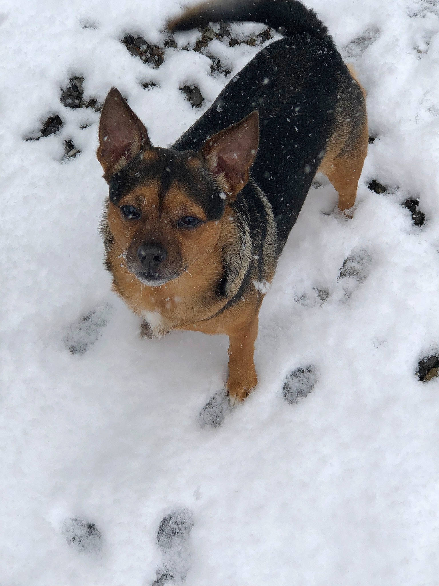 Mccoy is registered to the contest to win money with this photo: canidae, carnivore, companion_dog, dog, dog_breed, dog_supply, fawn, foot, freezing, fur, paw, precipitation, snout, snow, sporting_group, terrestrial_animal, toy_dog, winter, working_animal, working_dog