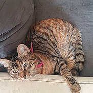 Umay participe au concours pour gagner de l'argent avec cette photo : abyssinian, animal, architecture, armchair, building, cat, chair, couch, cushion, furniture, hardwood, homedecor, indoors, kitten, livingroom, manx, person, pet, room, sleeping