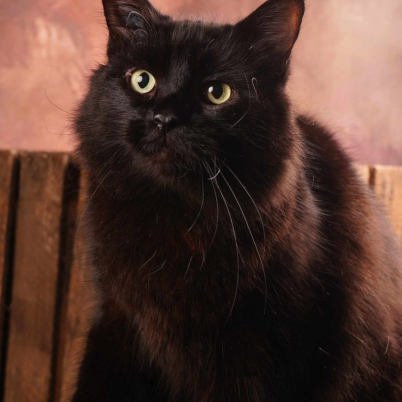 Sabo participe au concours pour gagner de l'argent avec cette photo : animal, blackcat, cat, kitten, manx, pet