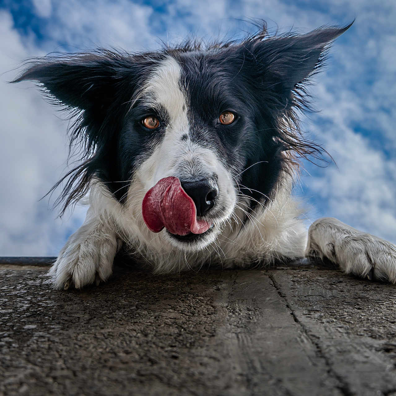 Freya is registered to the contest to win money with this photo: animal, bodypart, canine, cockerspaniel, collie, dog, hardwood, husky, mouth, papillon, person, pet, pointer, puppy, snout, sphere, terrier, tongue, whitedog, wood