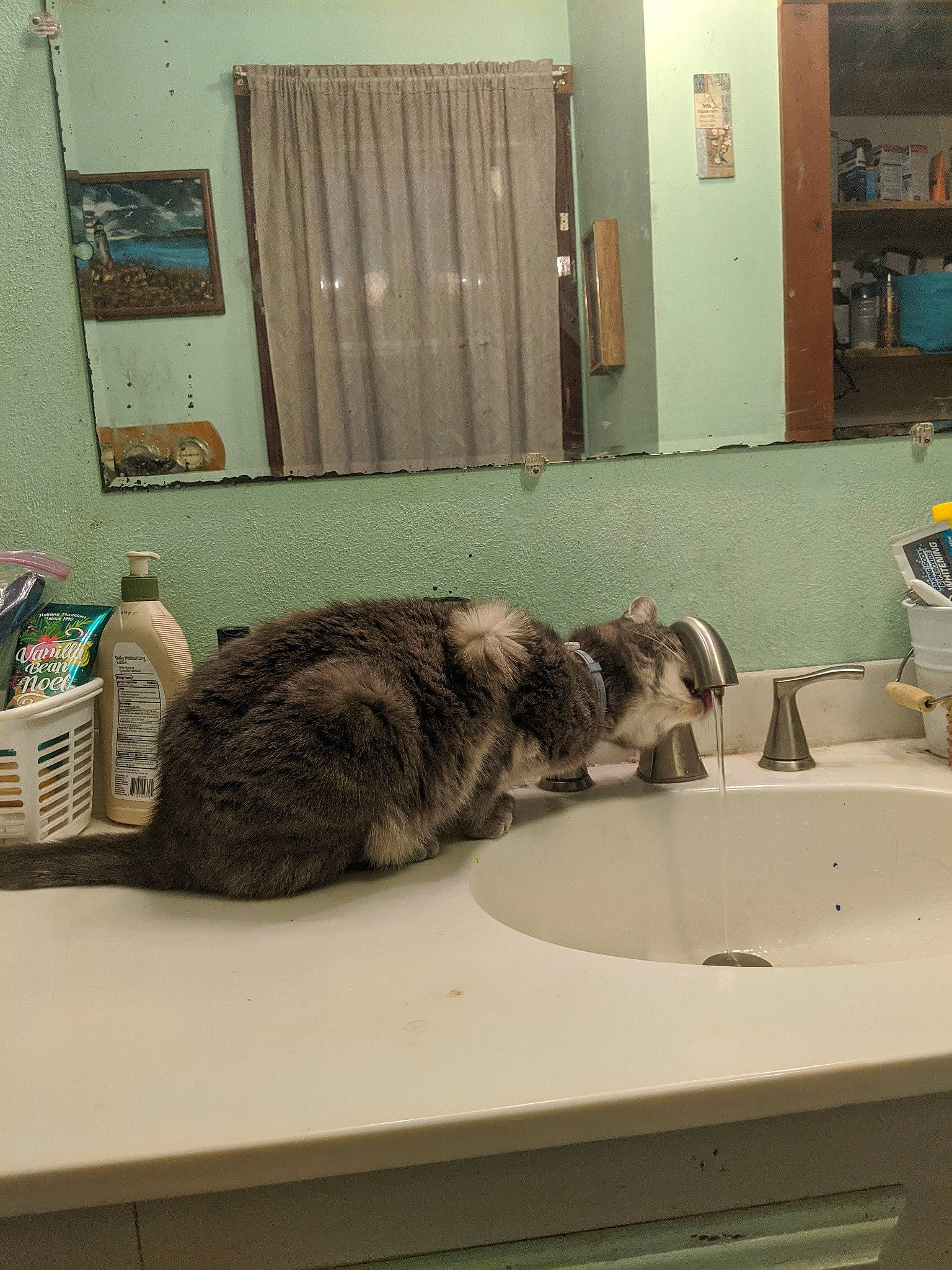 Mia joined the competition — help win amazing prizes! carnivore, cat, domestic_short_haired_cat, european_shorthair, felidae, room, small_to_medium_sized_cats, tabby_cat, whiskers