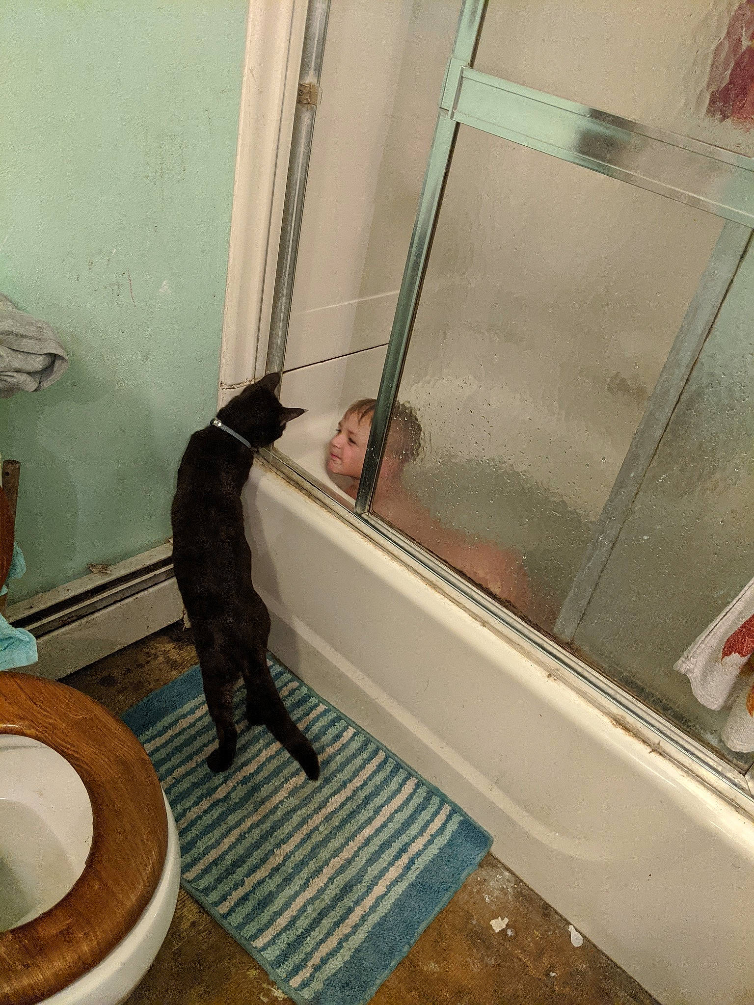 Kovu is registered to the contest to win money with this photo: bathroom, cat, felidae, floor, flooring, room, small_to_medium_sized_cats, tail