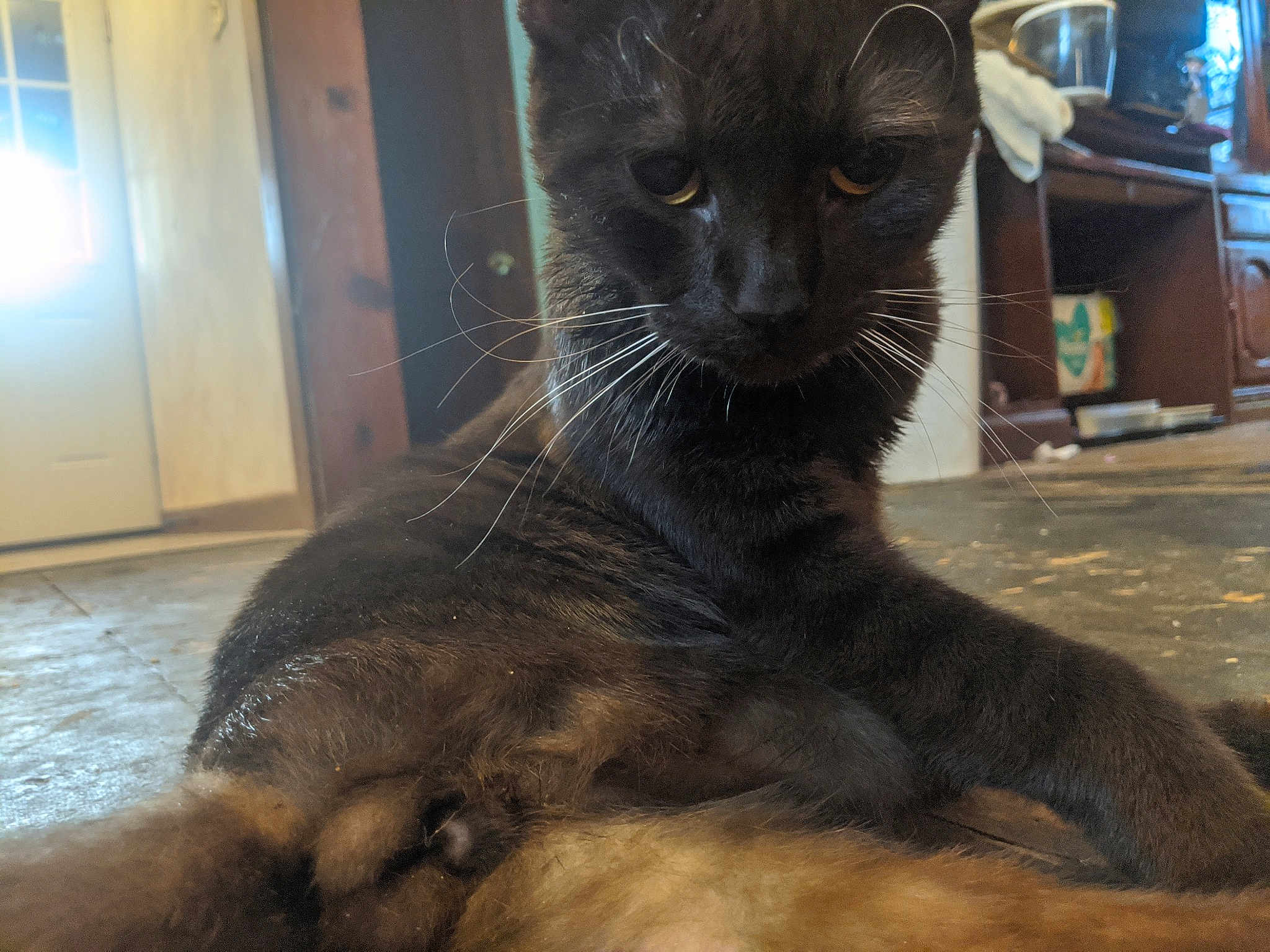 Kovu