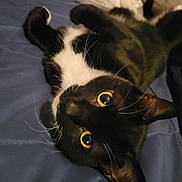 Chavo joined the competition — help win amazing prizes! animal, bed, black_and_white, cat, close_up, curious, cute, domestic_animal, feline, fur, indoor, looking_at_camera, lying_down, pet, playful, portrait, quilt, resting, whiskers, wide_eyes