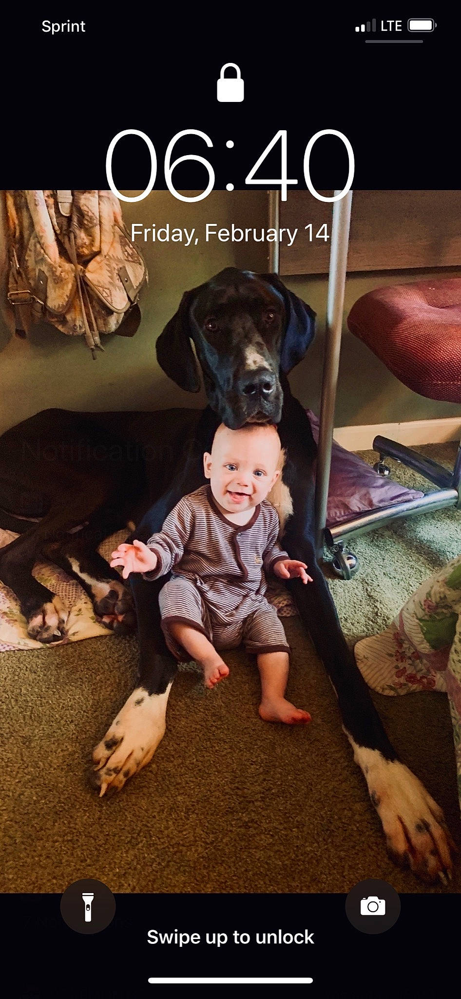 Wesson joined the competition — help win amazing prizes! canidae, carnivore, companion_dog, dog, dog_breed, fawn, german_shorthaired_pointer, great_dane, guard_dog, joy, non_sporting_group, person, photo_caption, pointer, sporting_group, weimaraner