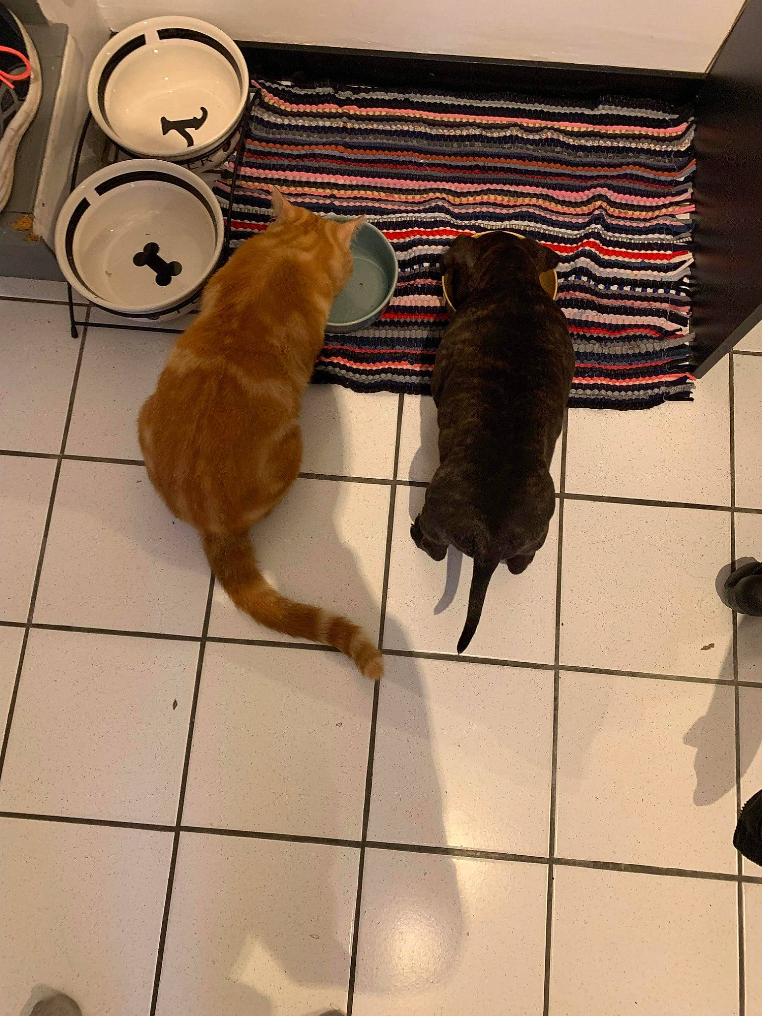 Tigrou participe au concours pour gagner de l'argent avec cette photo : brown, canidae, carnivore, companion_dog, dog_breed, fawn, felidae, floor, flooring, fur, hardwood, liver, mammal, pet_supply, room, small_to_medium_sized_cats, snout, tail, wood, working_animal