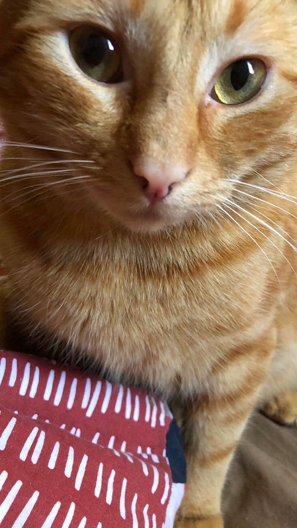 Tigrou a rejoint le concours — aidez-le/la à gagner de superbes lots ! carnivore, cat, close_up, curious, domestic_short_haired_cat, fawn, felidae, fur, iris, pattern, pet_supply, photography, small_to_medium_sized_cats, snout, terrestrial_animal, whiskers