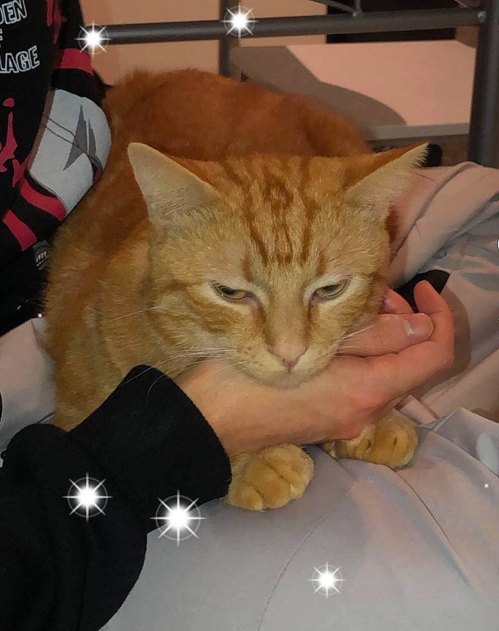 Tigrou a rejoint le concours — aidez-le/la à gagner de superbes lots ! carnivore, cat, chair, claw, comfort, domestic_short_haired_cat, felidae, fur, gesture, paper_bag, room, small_to_medium_sized_cats, whiskers