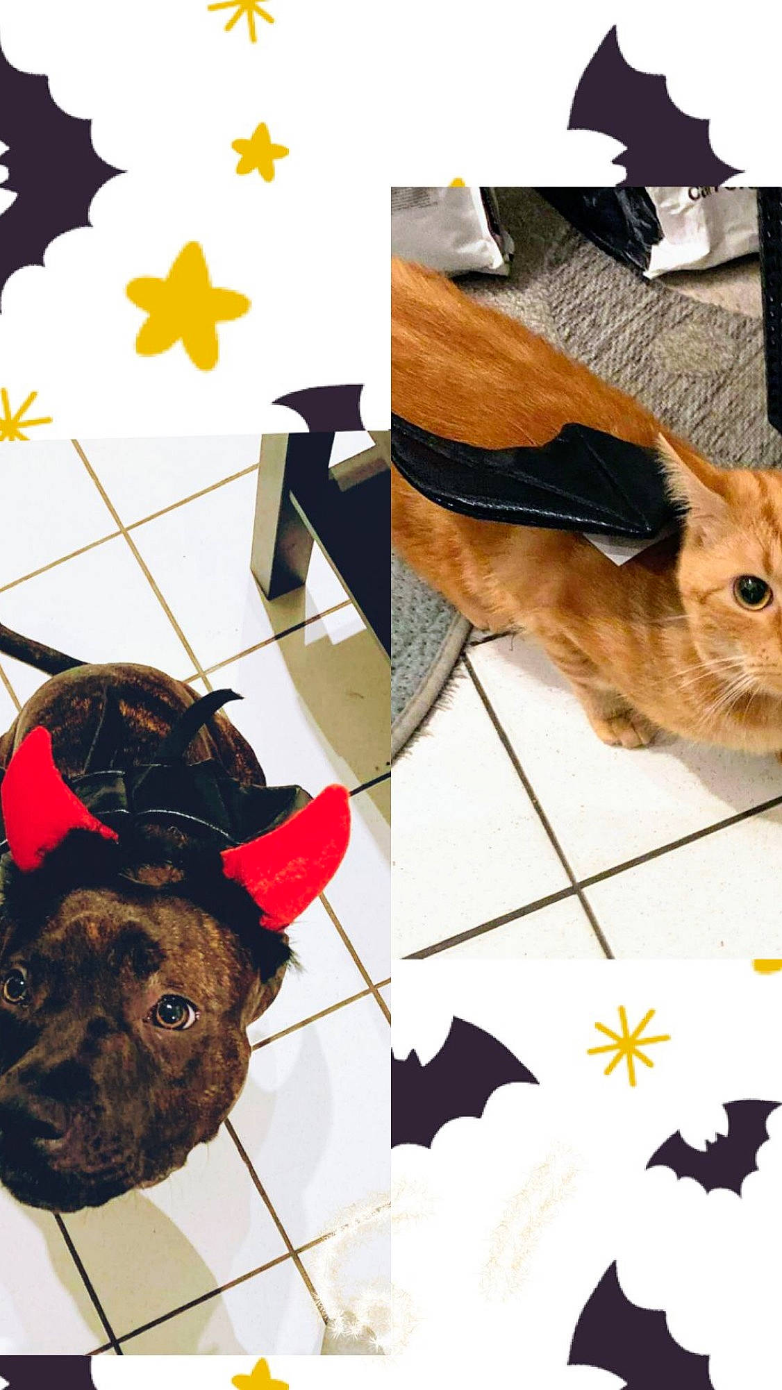 Tigrou participe au concours pour gagner de l'argent avec cette photo : art, canidae, carnivore, companion_dog, dog, dog_breed, fashion_accessory, fawn, felidae, flooring, fur, hat, pattern, small_to_medium_sized_cats, snout, sporting_group, tail, whiskers, wood, working_animal