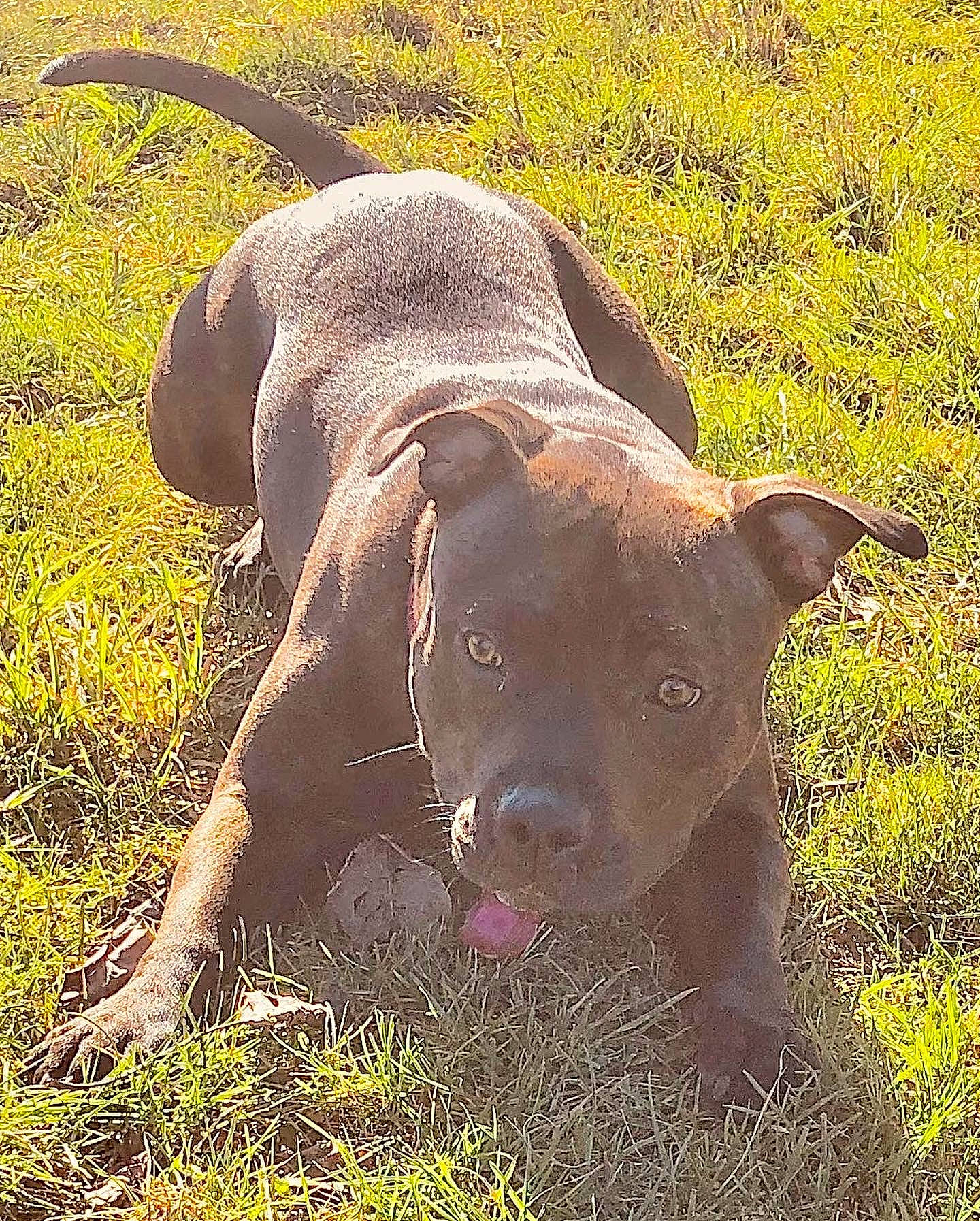 Raya a rejoint le concours — aidez-le/la à gagner de superbes lots ! canidae, carnivore, dog, dog_breed, fawn, field, grass, grassland, landscape, liver, mammal, pasture, plant, prairie, snout, soil, sporting_group, suidae, terrestrial_animal, working_animal